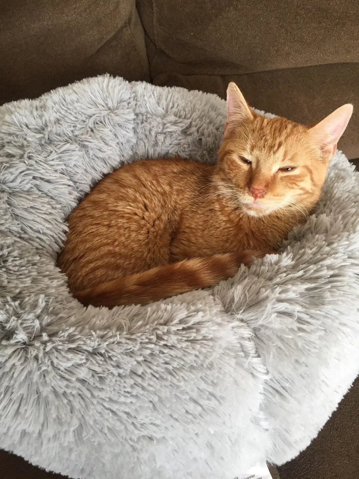 Lost cat in Brighton, MI, 48116