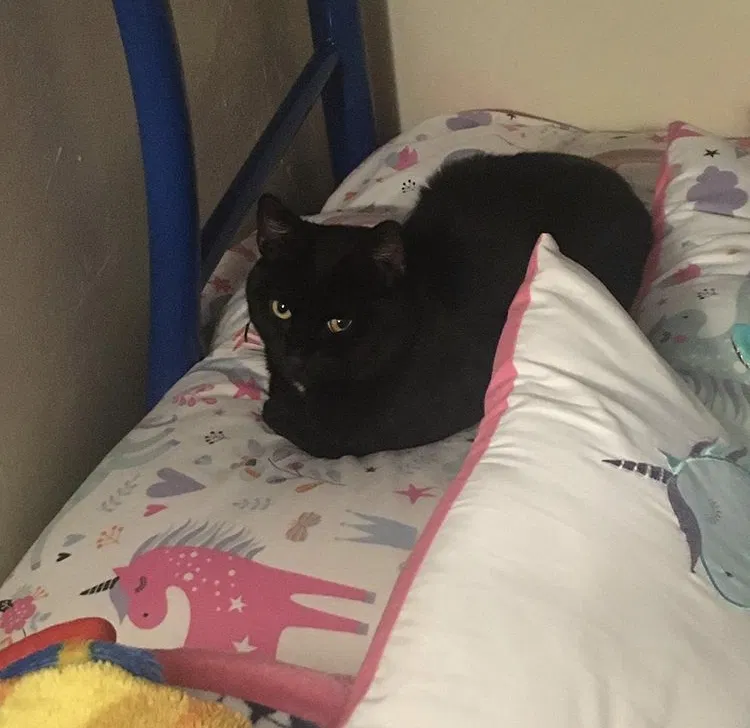 Lost cat in Spring Valley, CA, 91977