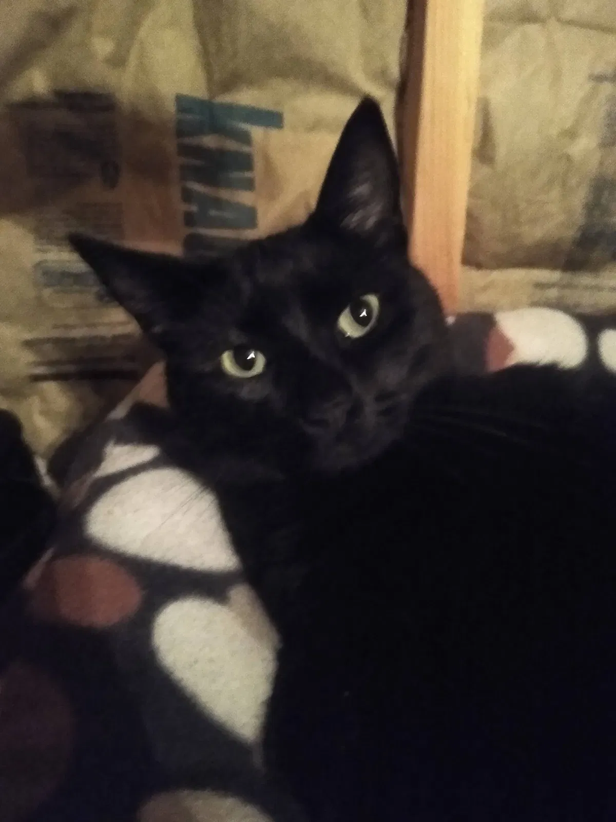 Lost cat in Estacada, OR, 97023