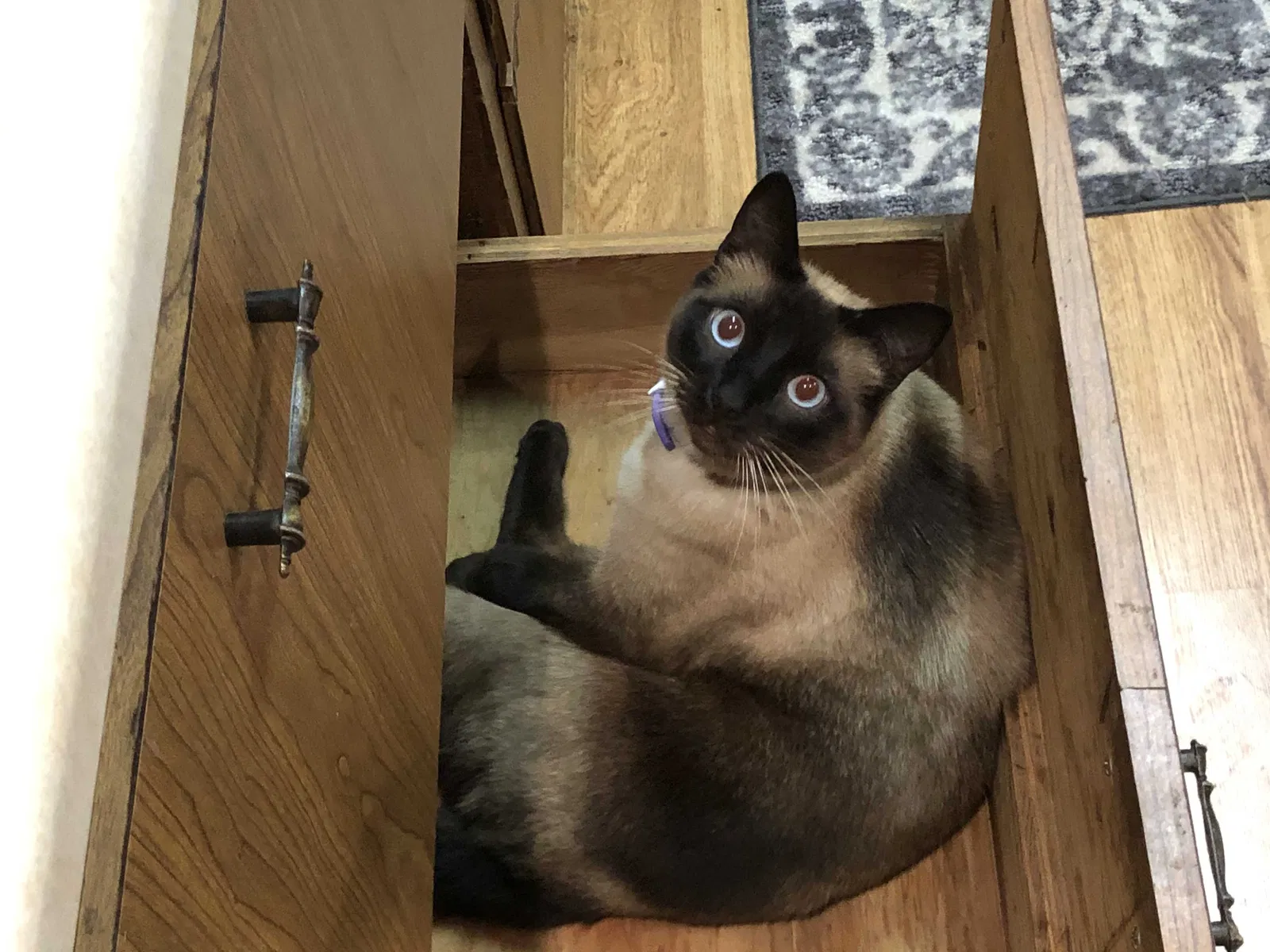 Lost cat in Santa Maria, CA, 93455