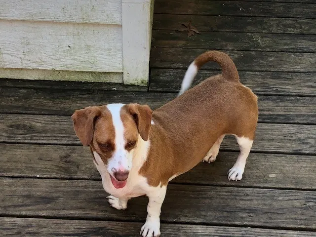 Lost dog in Cumming, GA, 30041
