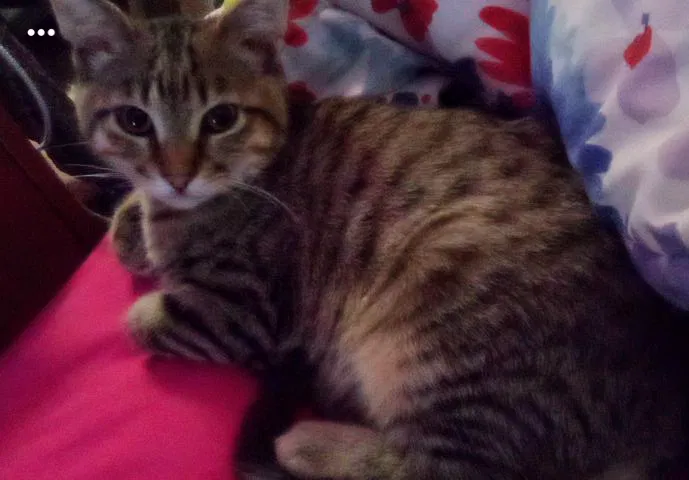Lost cat in Dallas, TX, 75201
