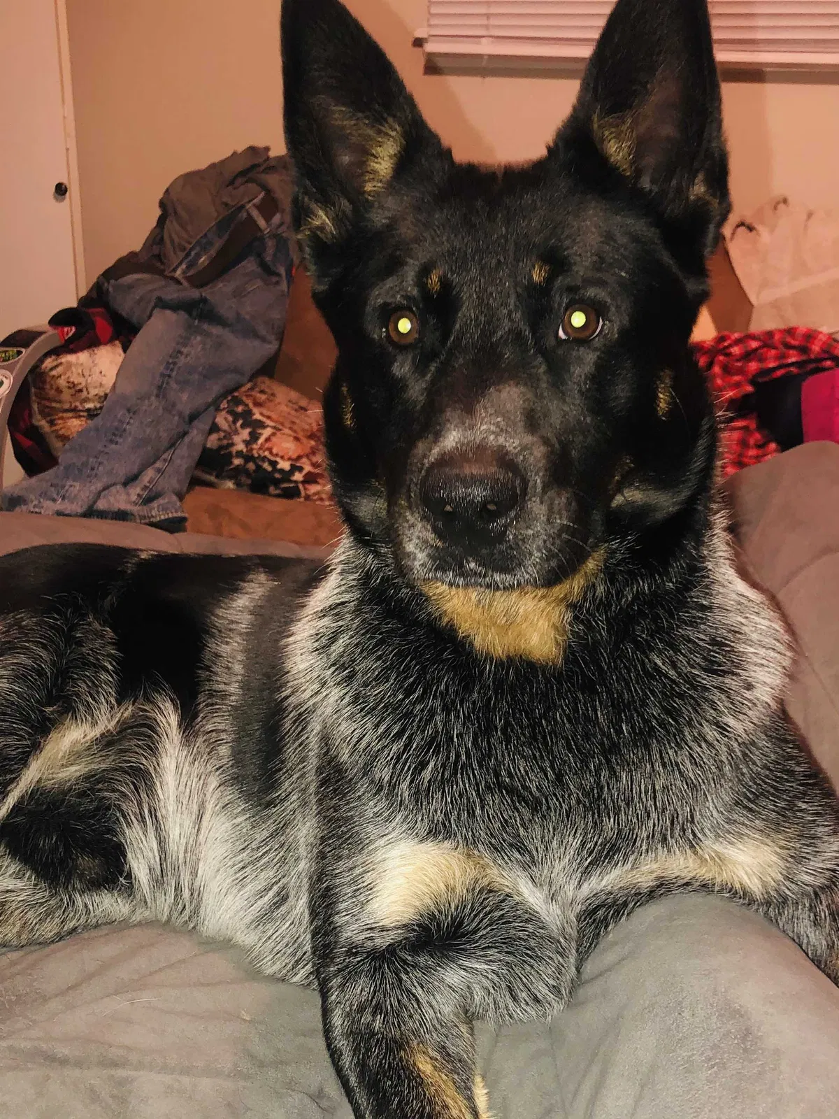 Lost dog in Tulsa, OK, 74115