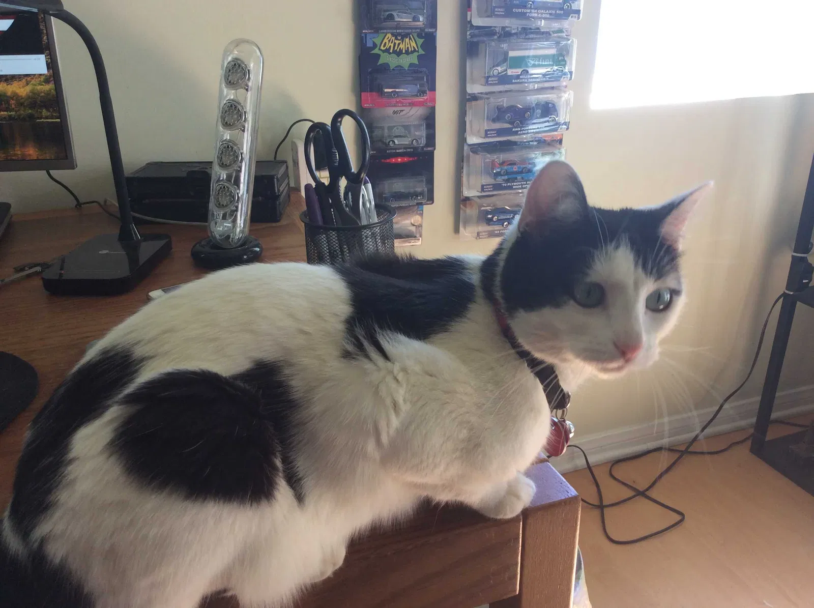Lost cat in Topanga, CA, 90290