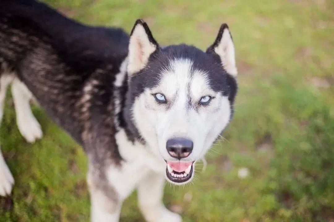 Lost dog in Montgomery, AL, 36105