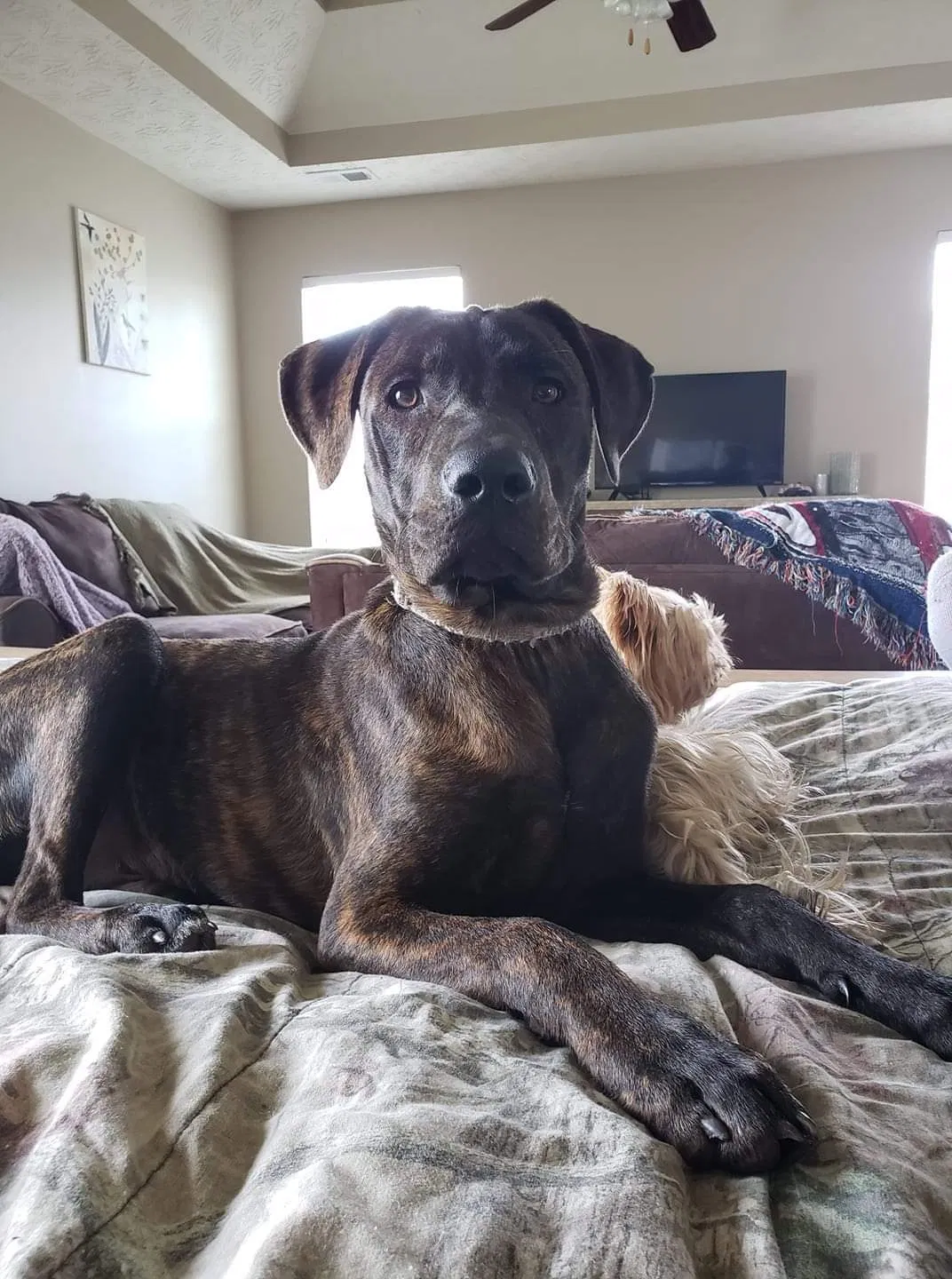 Lost dog in Montgomery, AL, 36105