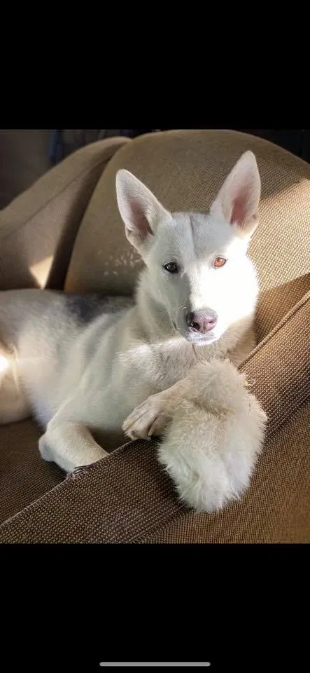 Lost dog in Hacienda Heights, CA, 91745