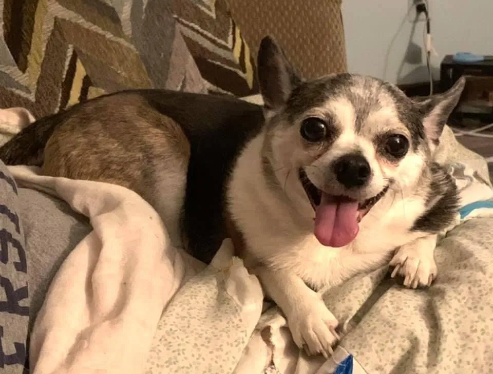 Lost dog in Topeka, KS, 66605
