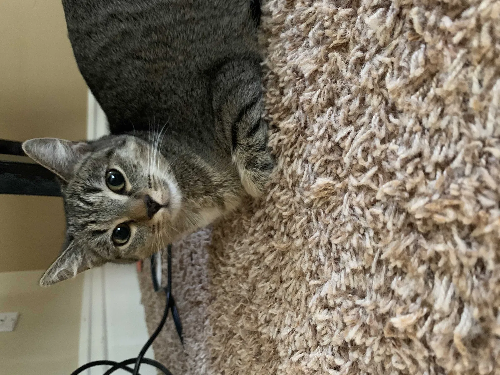 Lost cat in Reseda, CA, 91335