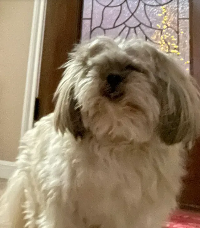Lost dog in Round Rock, TX, 78665