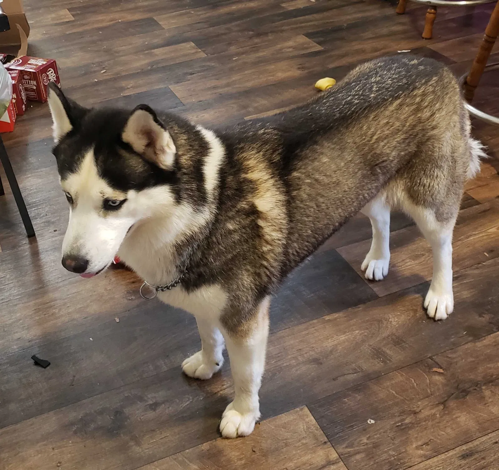 Lost dog in West Monroe, LA, 71292