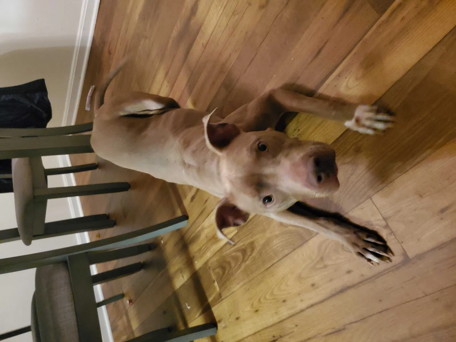 Found dog in New Stanton, PA, 15672