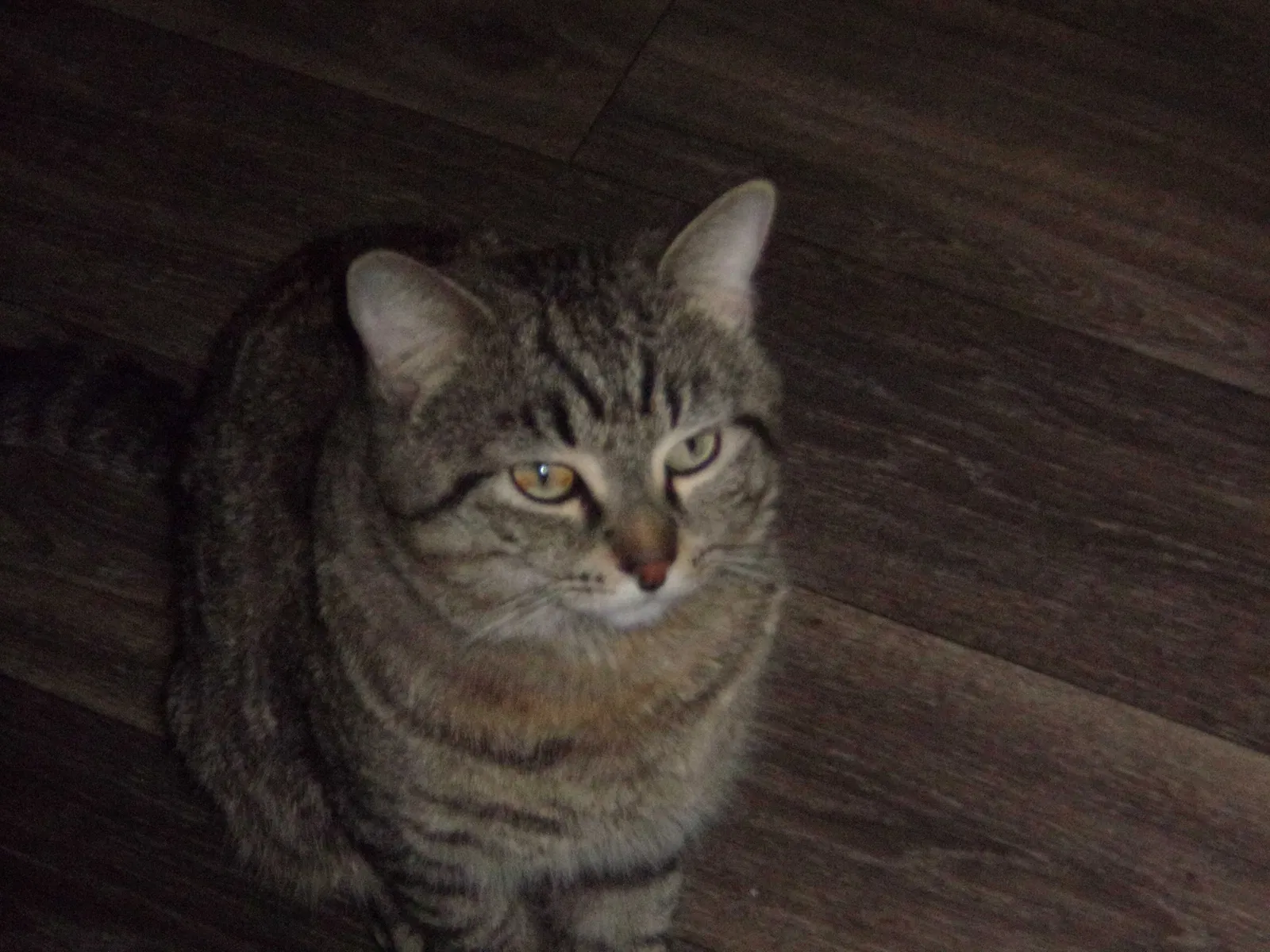 Lost cat in Mesa, AZ, 85206