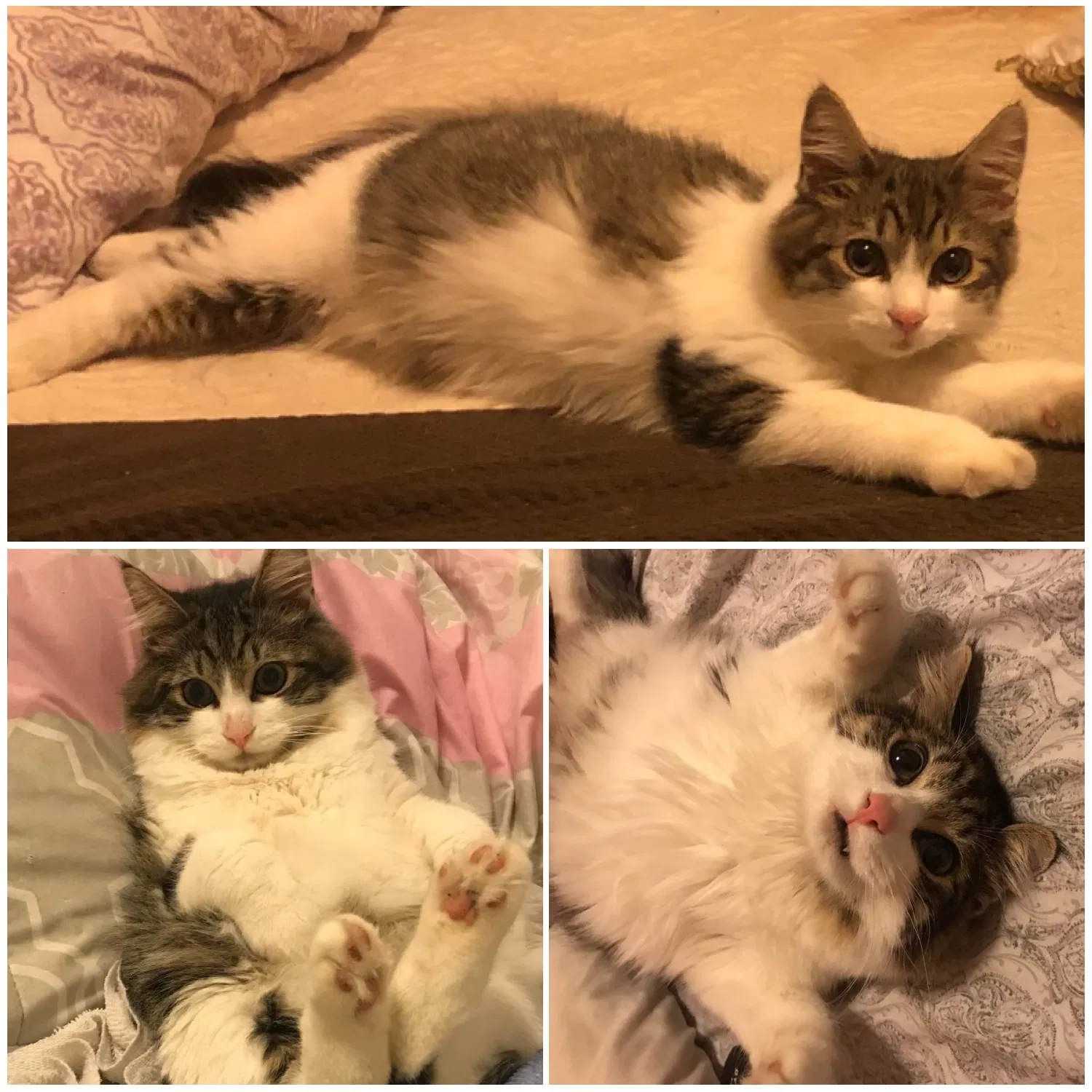 Lost cat in Vallejo, CA, 94590