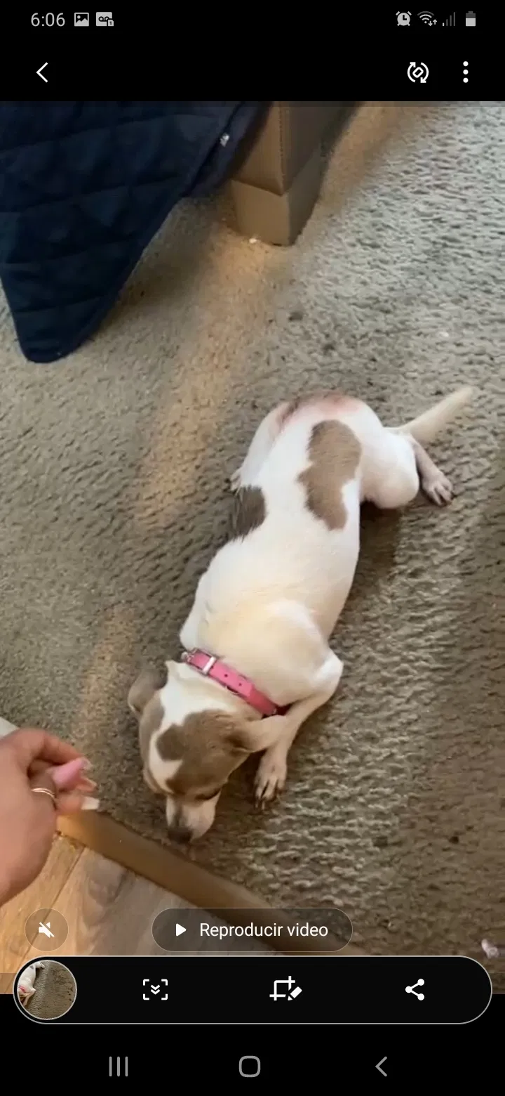 Lost dog in West Palm Beach, FL, 33415