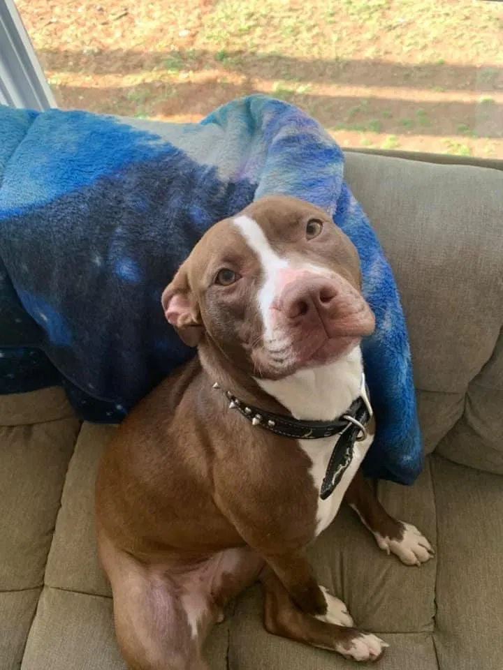 Lost dog in Columbia, SC, 29203