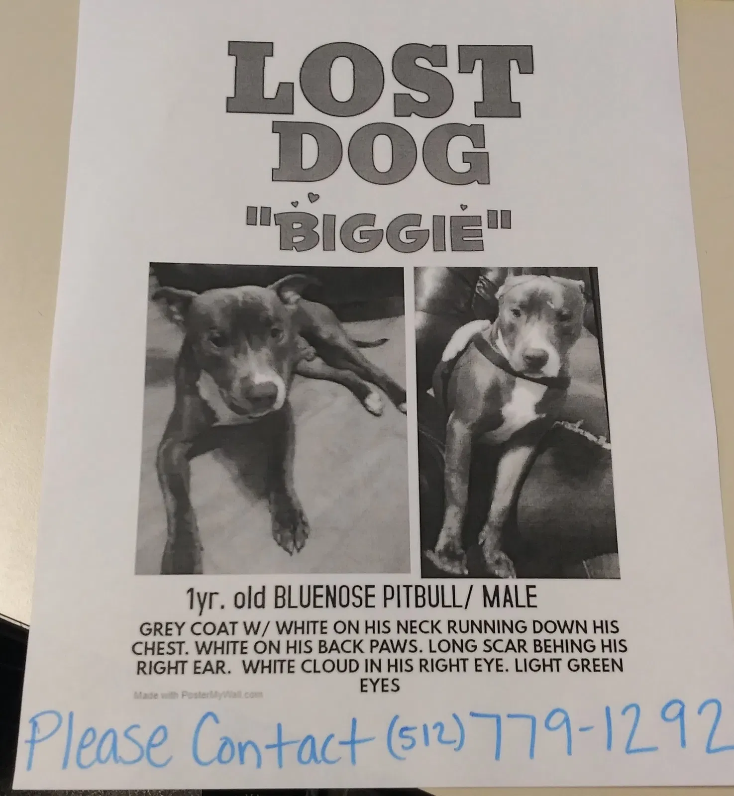 Lost dog in Austin, TX, 78752