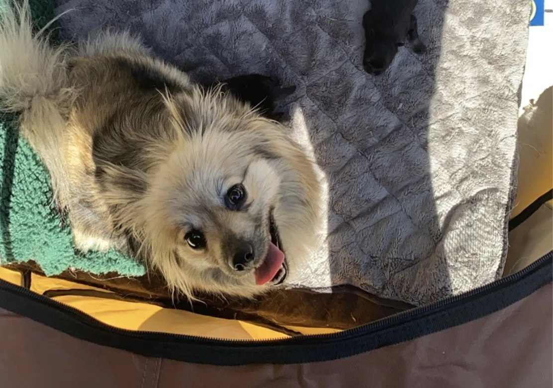 Lost dog in Highland, CA, 92346