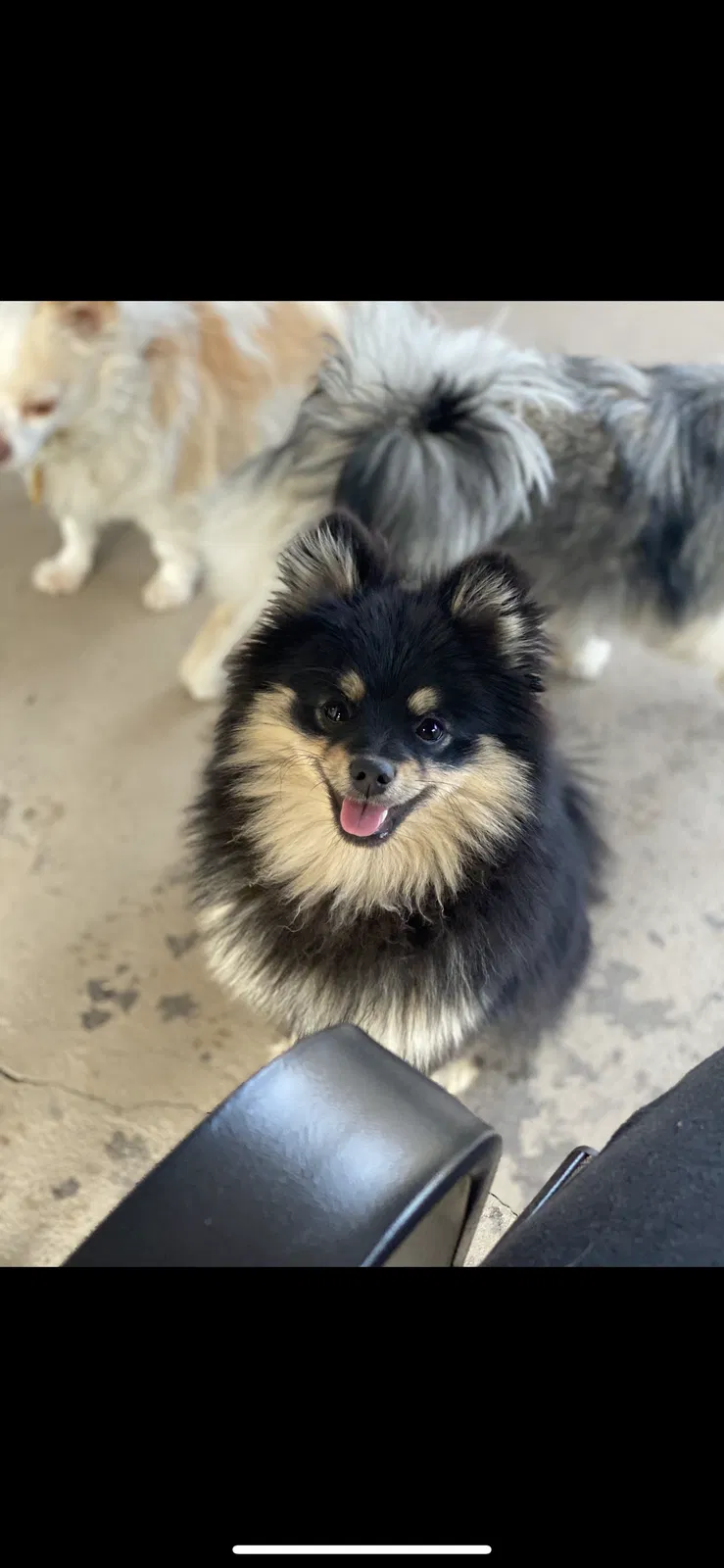Lost dog in Highland, CA, 92346