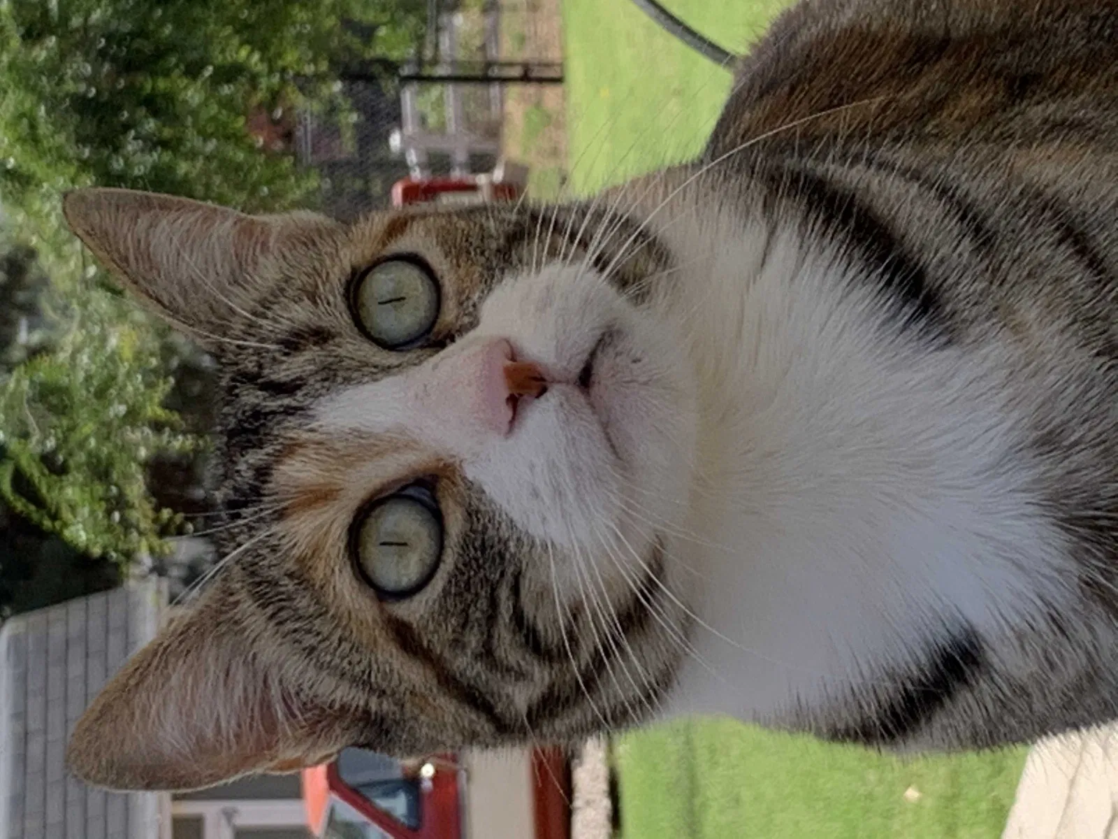 Lost cat in La Mesa, CA, 91941