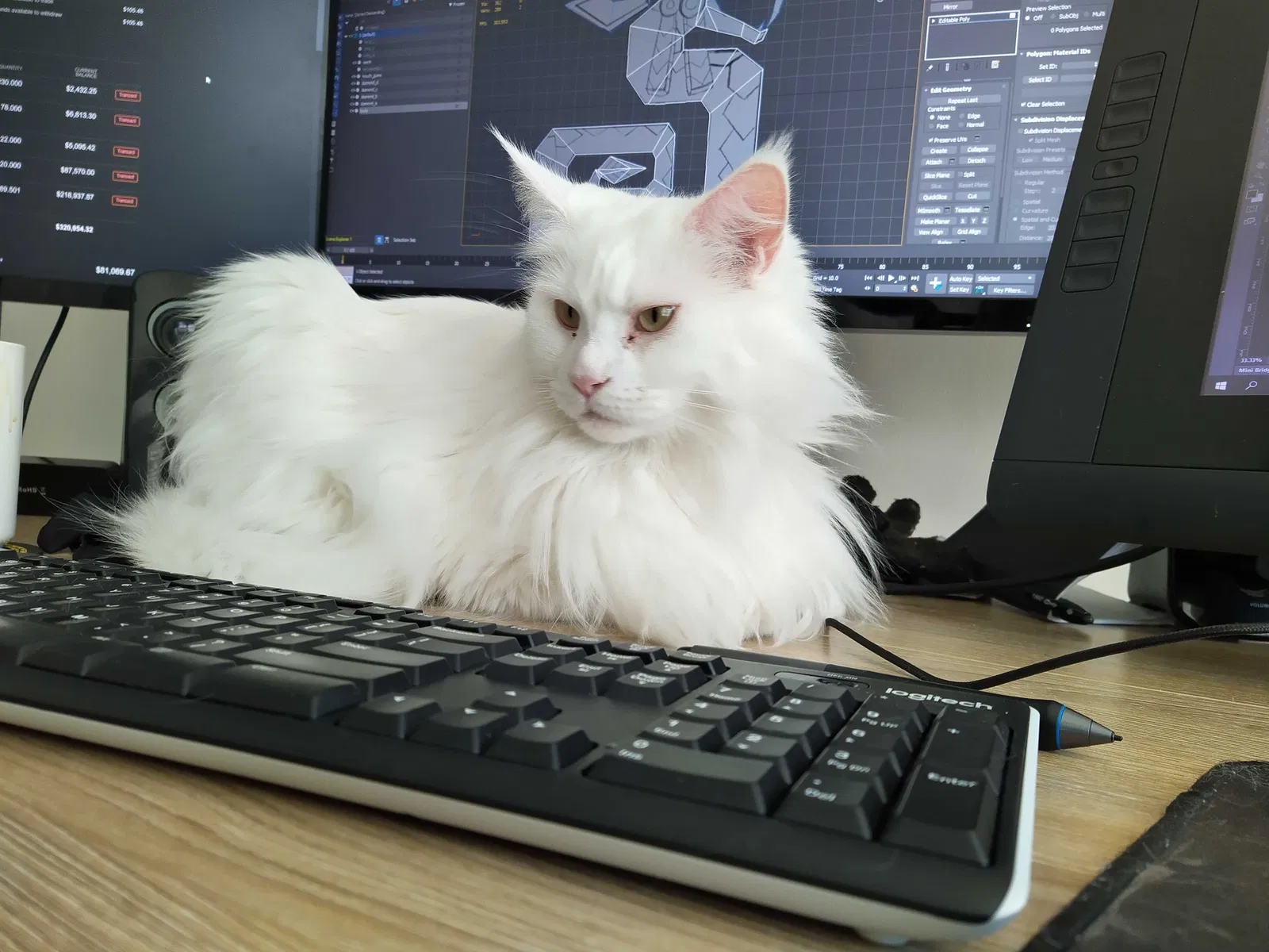 Lost cat in Alpharetta, GA, 30005