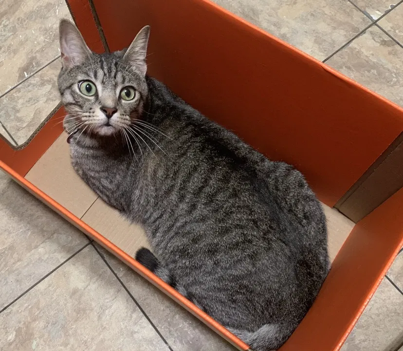 Lost cat in Dickinson, TX, 77539
