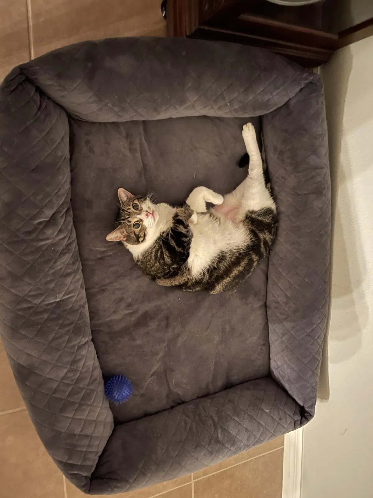 Lost cat in Tavares, FL, 32778