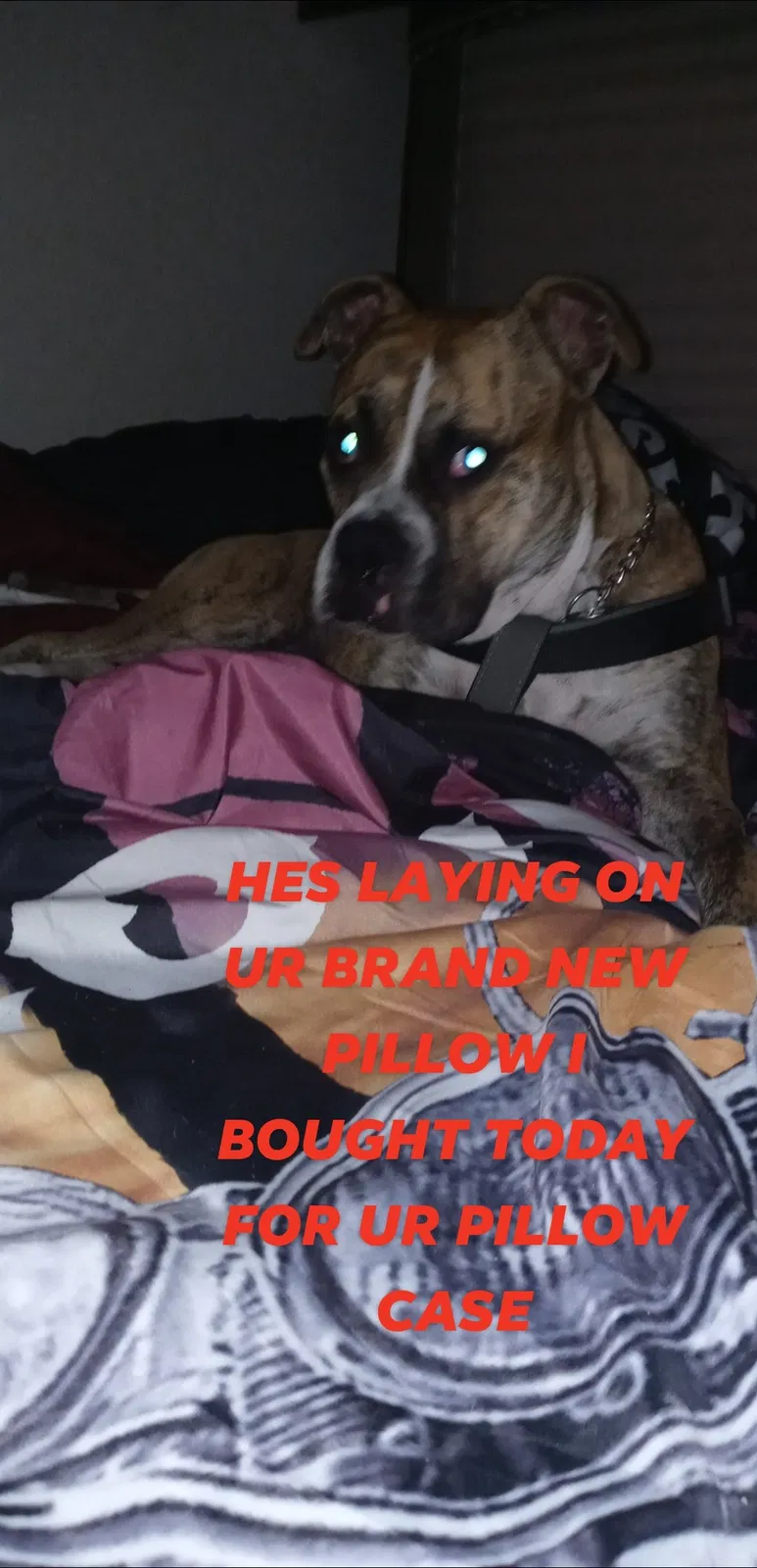 Lost dog in Humble, TX, 77396