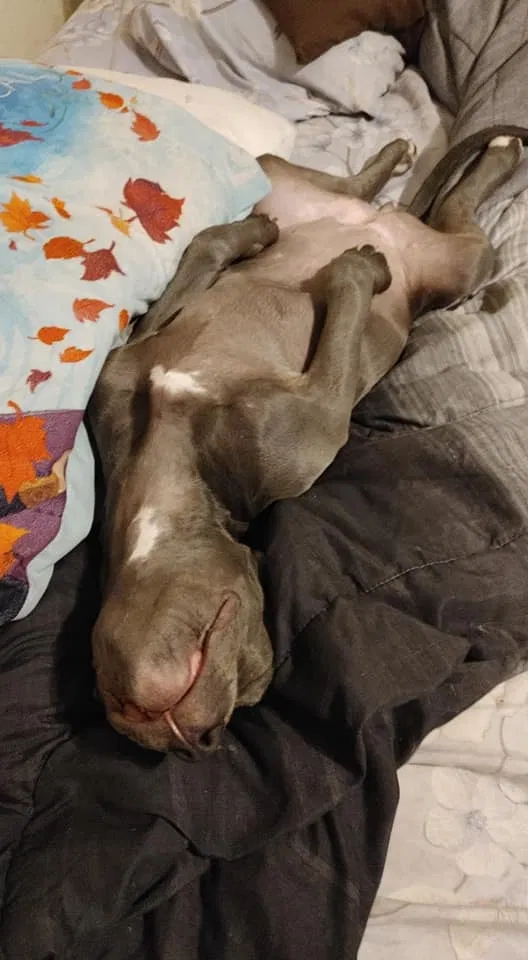 Lost dog in Fort Mc Coy, FL, 32134