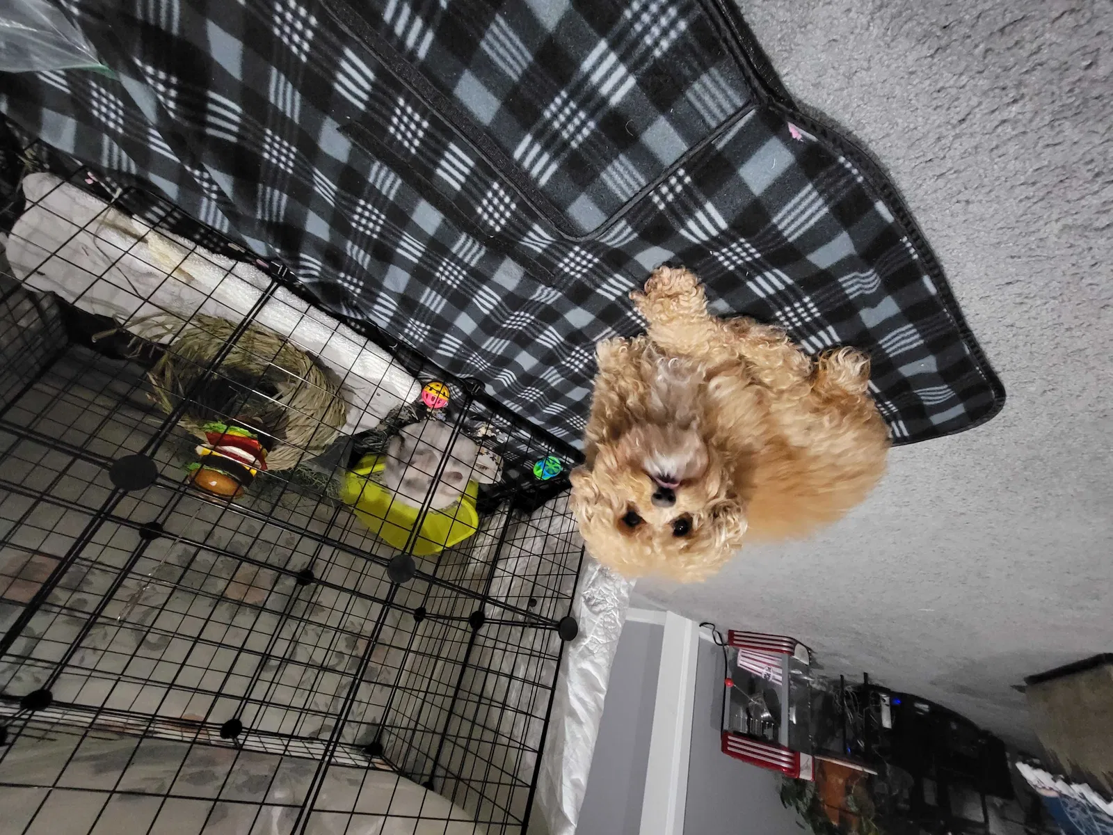 Lost dog in Allentown, PA, 18103