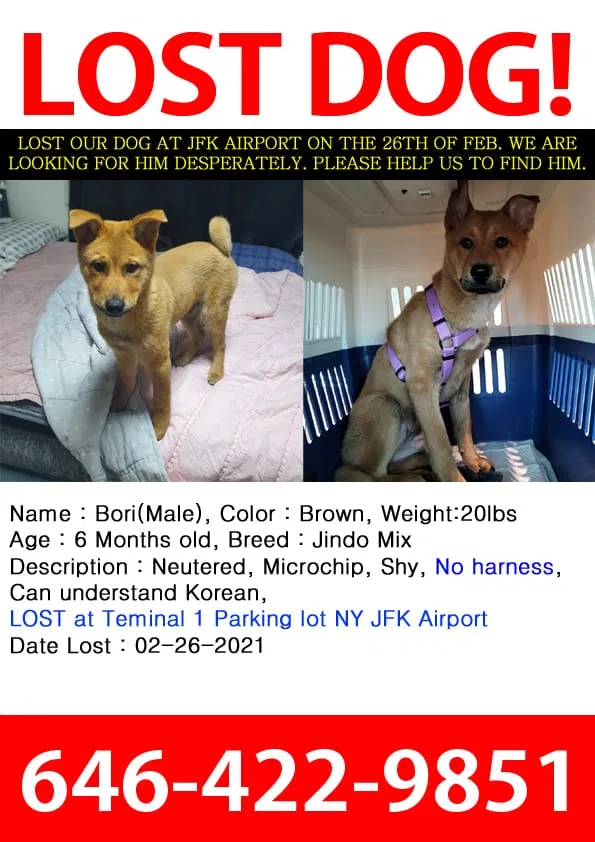 Lost dog in Jamaica, NY, 11430