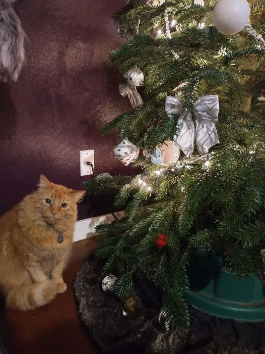 Lost cat in Salem, OR, 97301