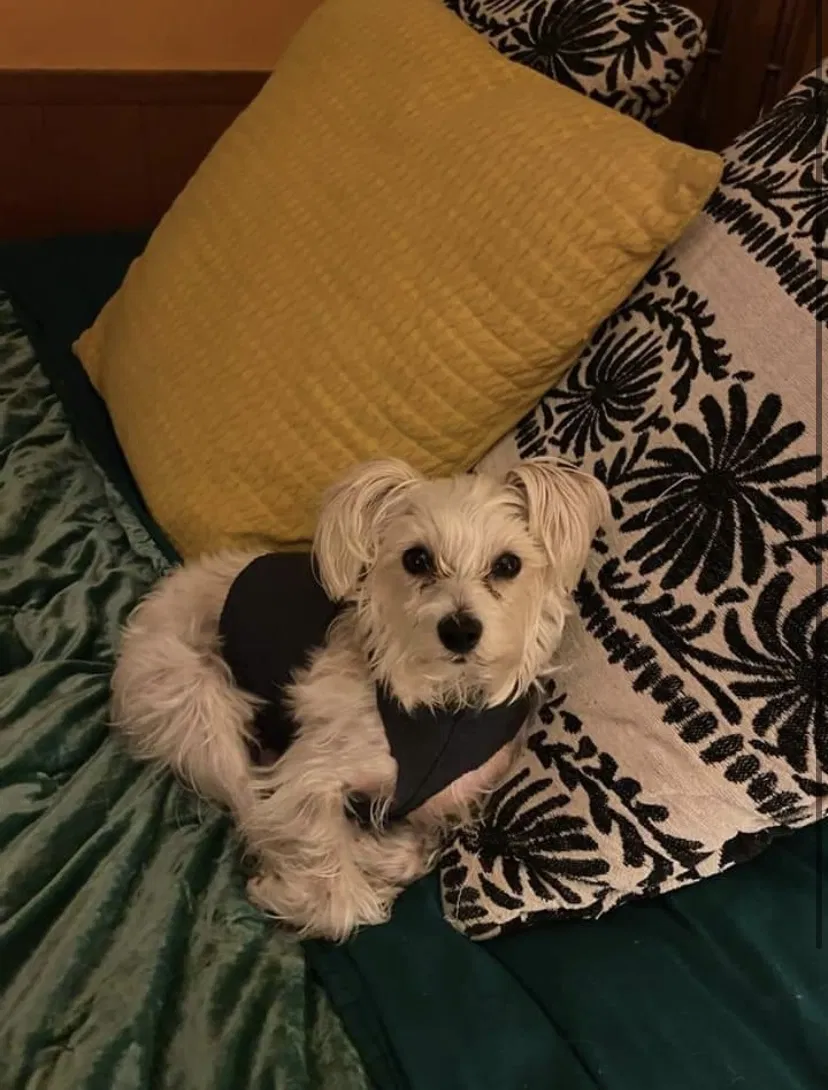 Lost dog in Bloomington, IN, 47403