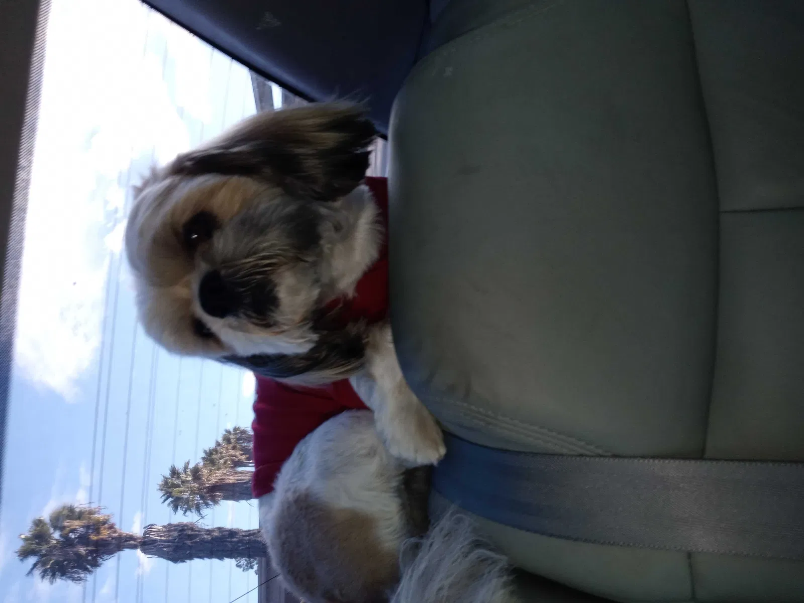 Lost dog in Spring Valley, CA, 91977
