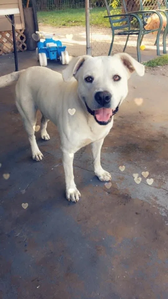 Lost dog in Jacksonville, FL, 32254