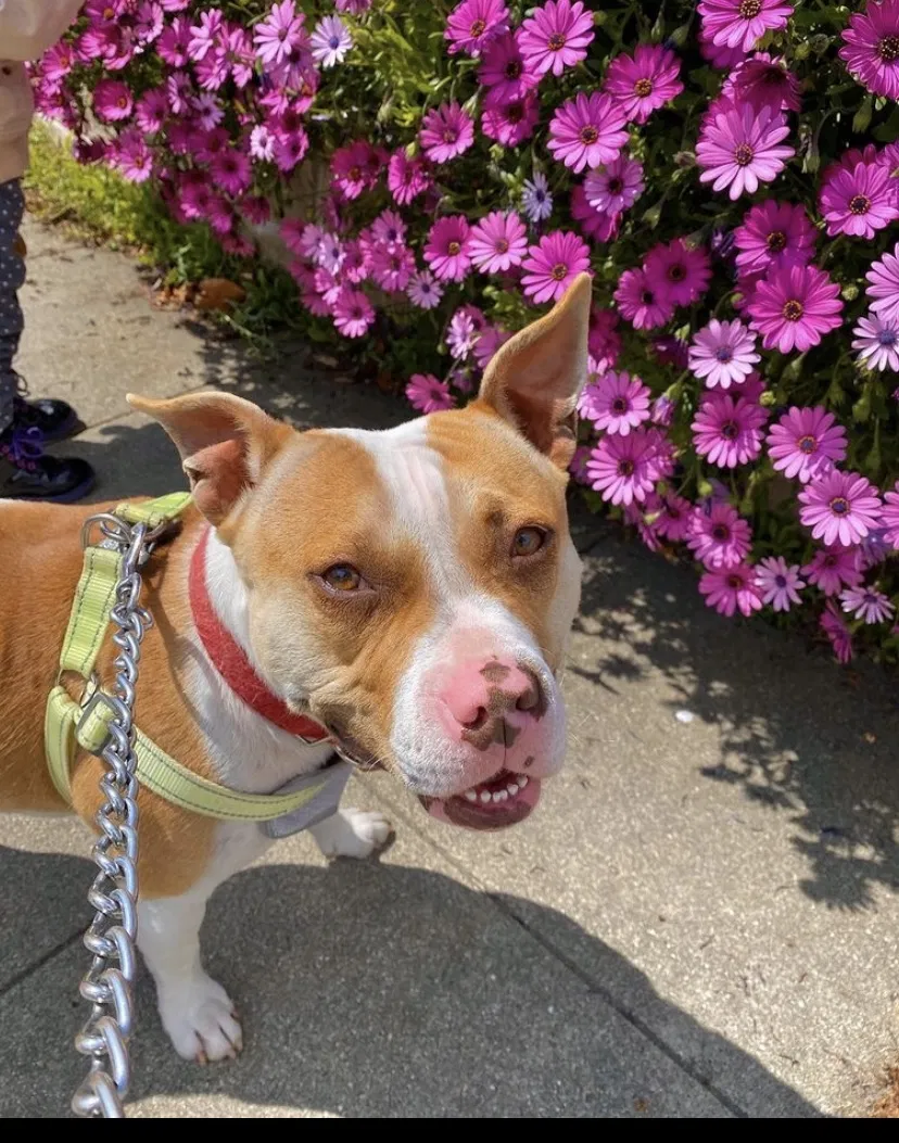 Lost dog in Fremont, CA, 94538