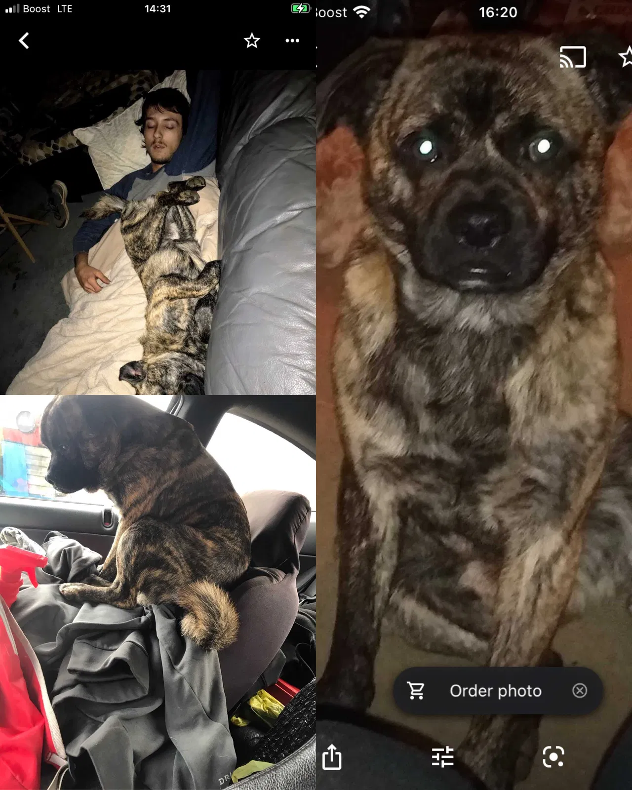Lost dog in Morganton, NC, 28655