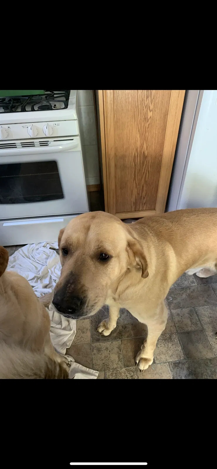 Lost dog in Livonia, MI, 48154