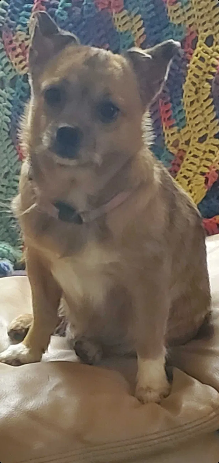 Lost dog in Memphis, TN, 38122