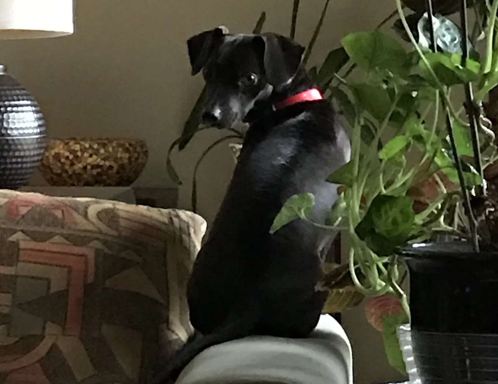 Lost dog in Reston, VA, 20191