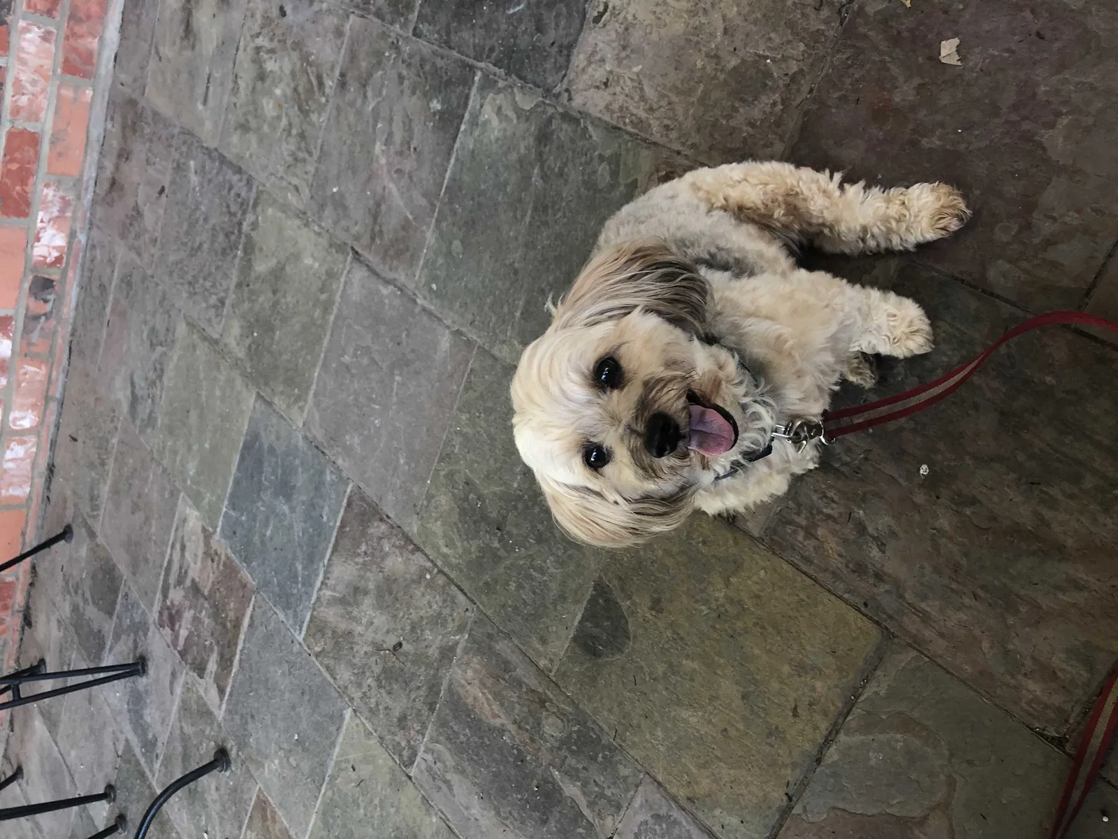 Lost dog in Nashville, TN, 37221