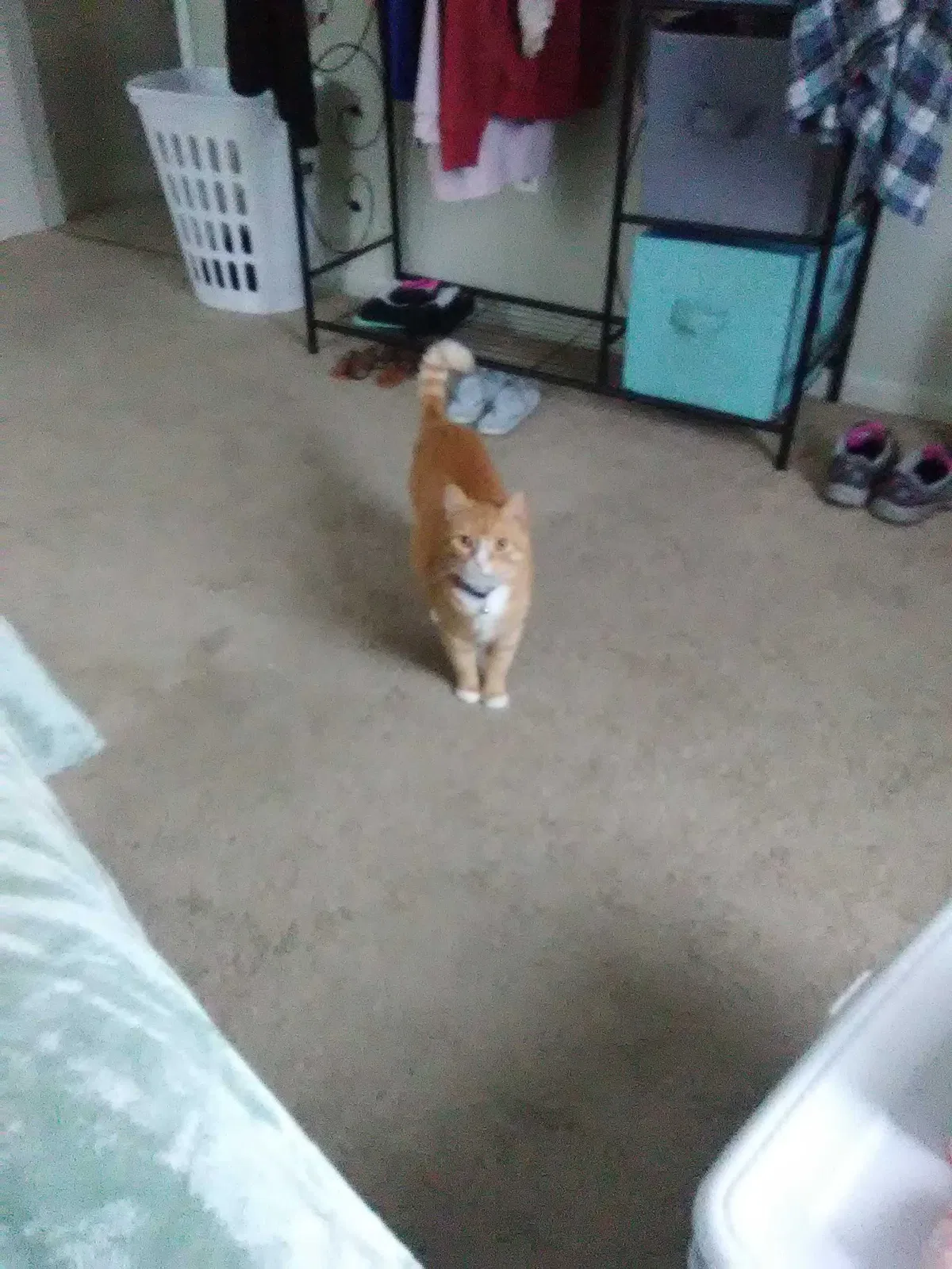 Lost cat in Absecon, NJ, 8205