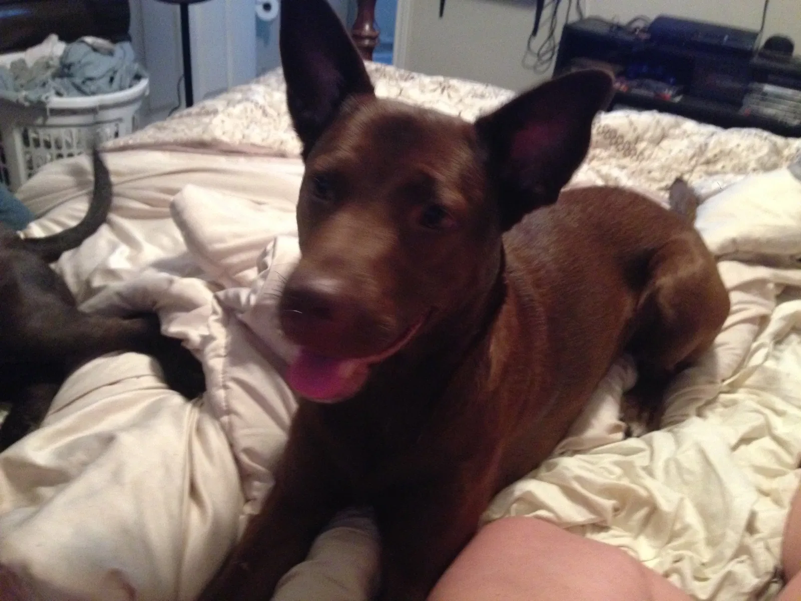 Lost dog in San Antonio, TX, 78244