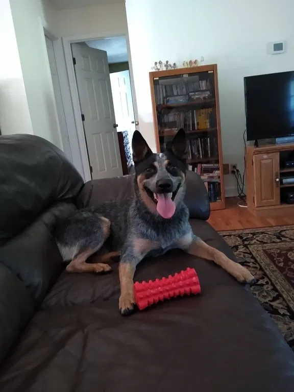 Lost dog in Franklin, TN, 37064