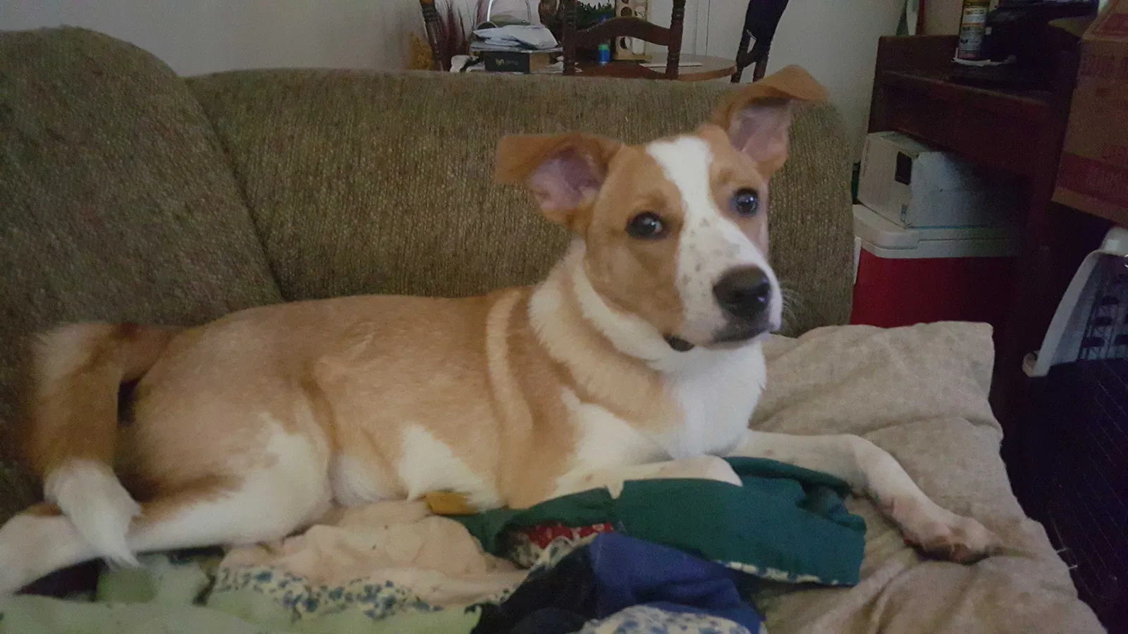 Lost dog in Atlanta, GA, 30311