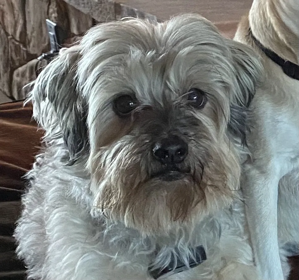 Lost dog in Oklahoma City, OK, 73131
