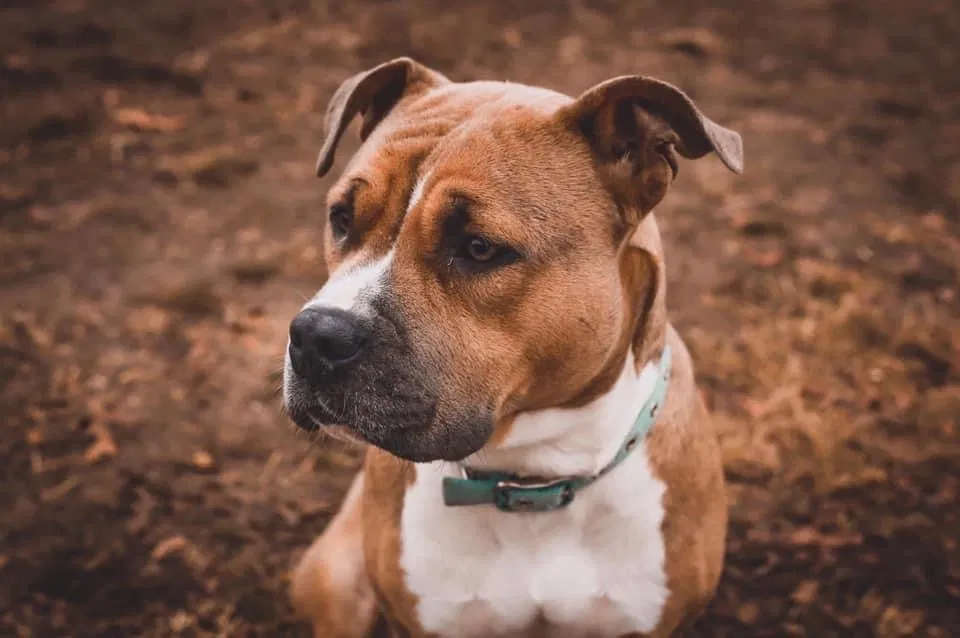 Lost dog in Metairie, LA, 70003