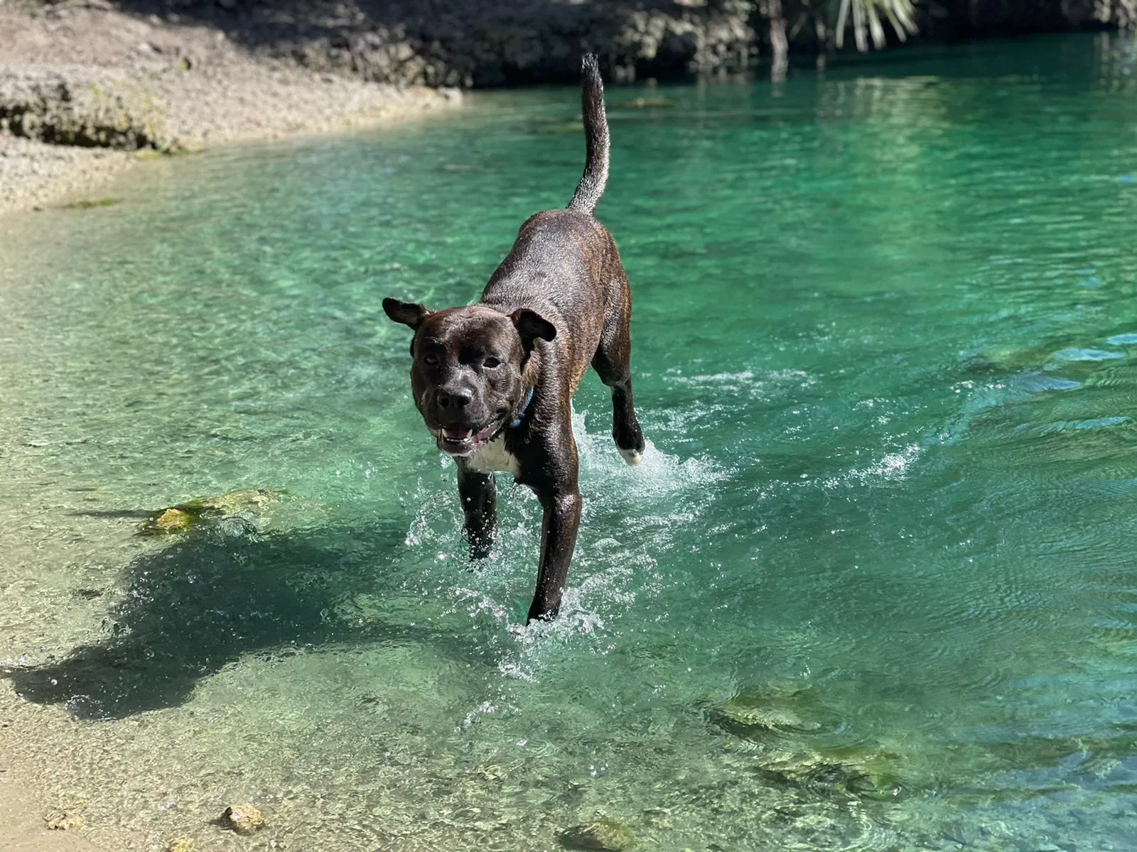 Lost dog in Miami, FL, 33157