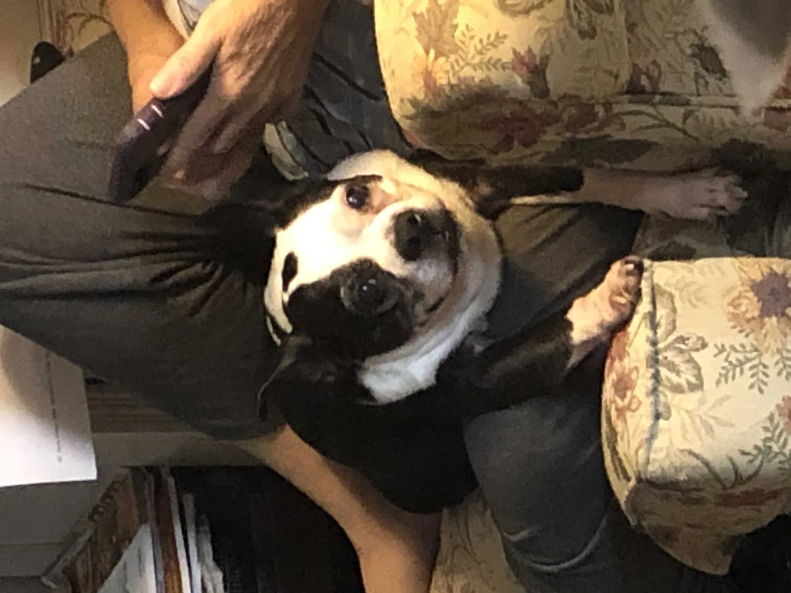 Lost dog in Chepachet, RI, 2814