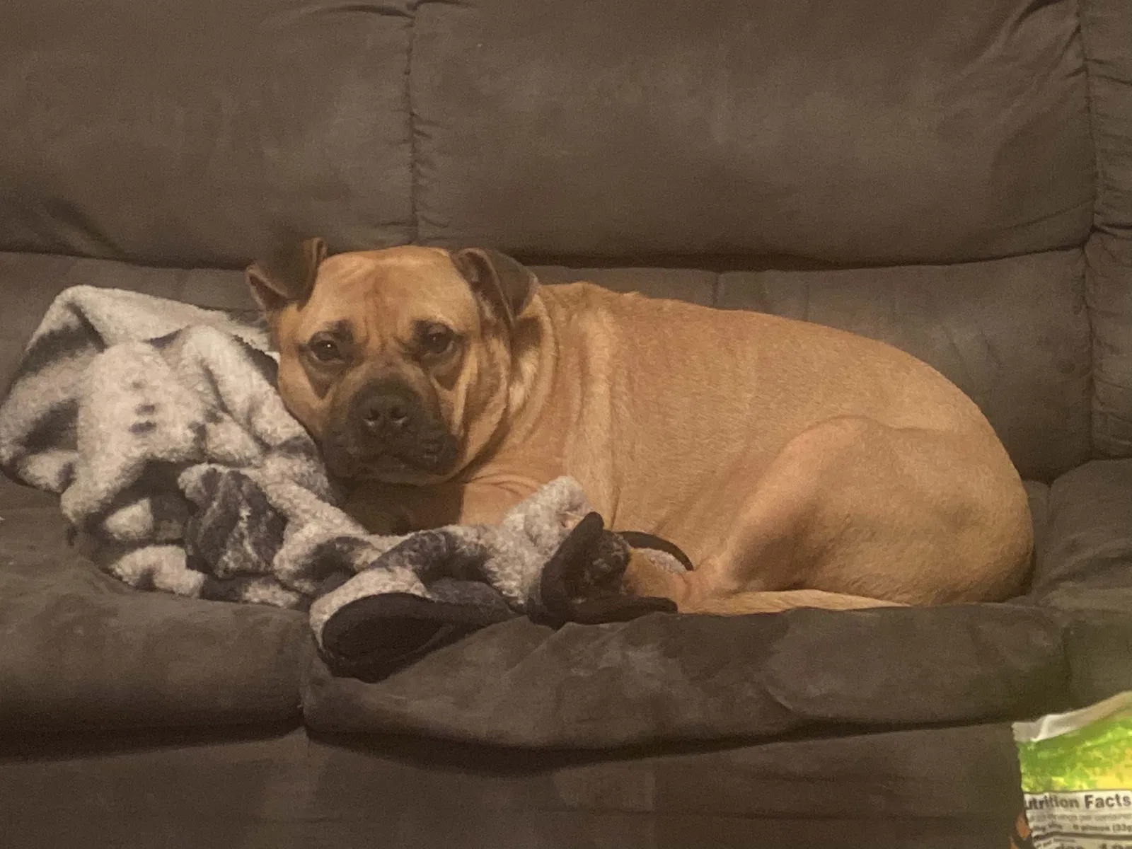 Lost dog in Alexander City, AL, 35010